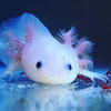 white_axolotl