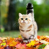 Fluffy Cat