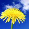 Windy Dandelion