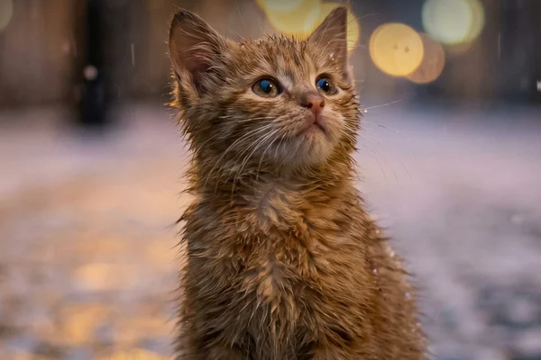 The Homeless Kitten